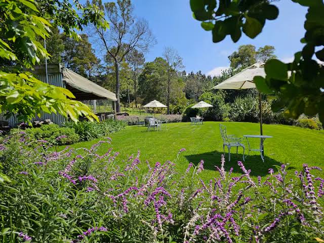Lawn, umbrellas and flowering beds at Packwood wine estate