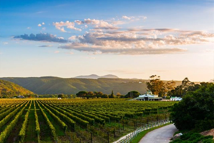 Vineyards behind the coast